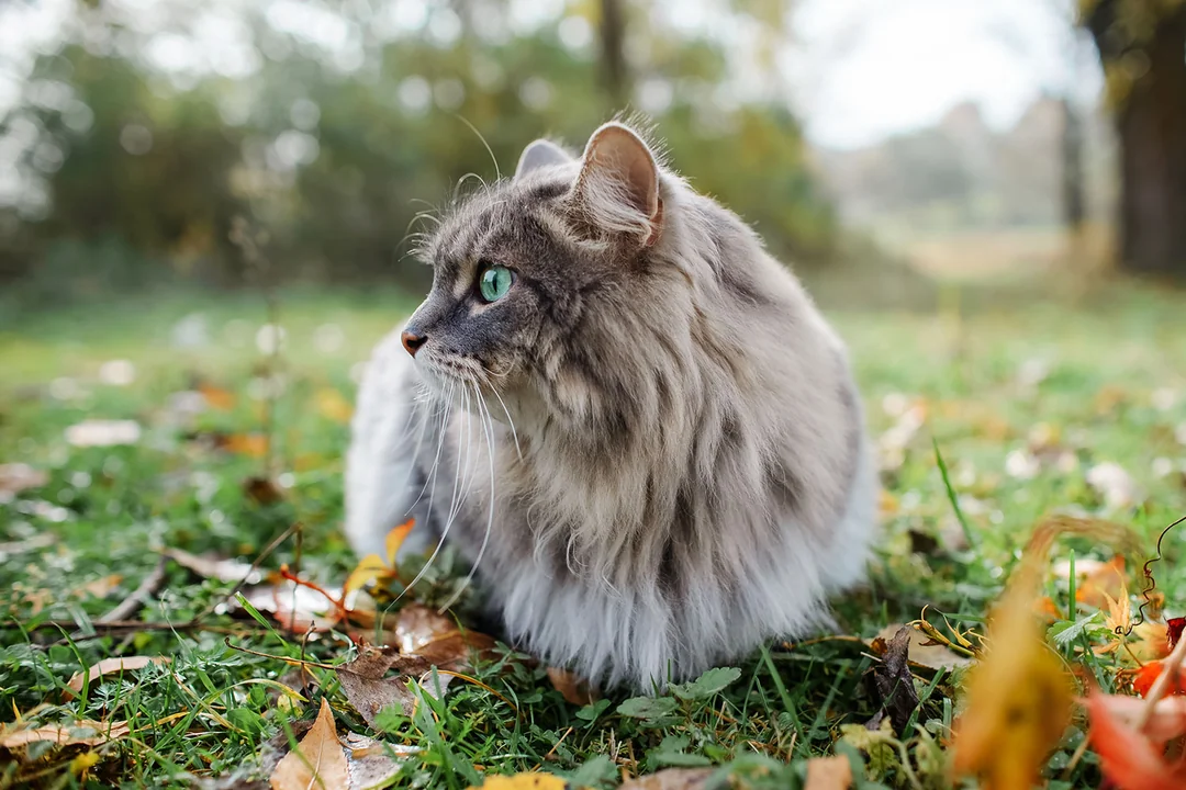 Norveç Orman Kedisi Tarihçesi ve Kökeni Hakkında Bilmeniz Gerekenler 