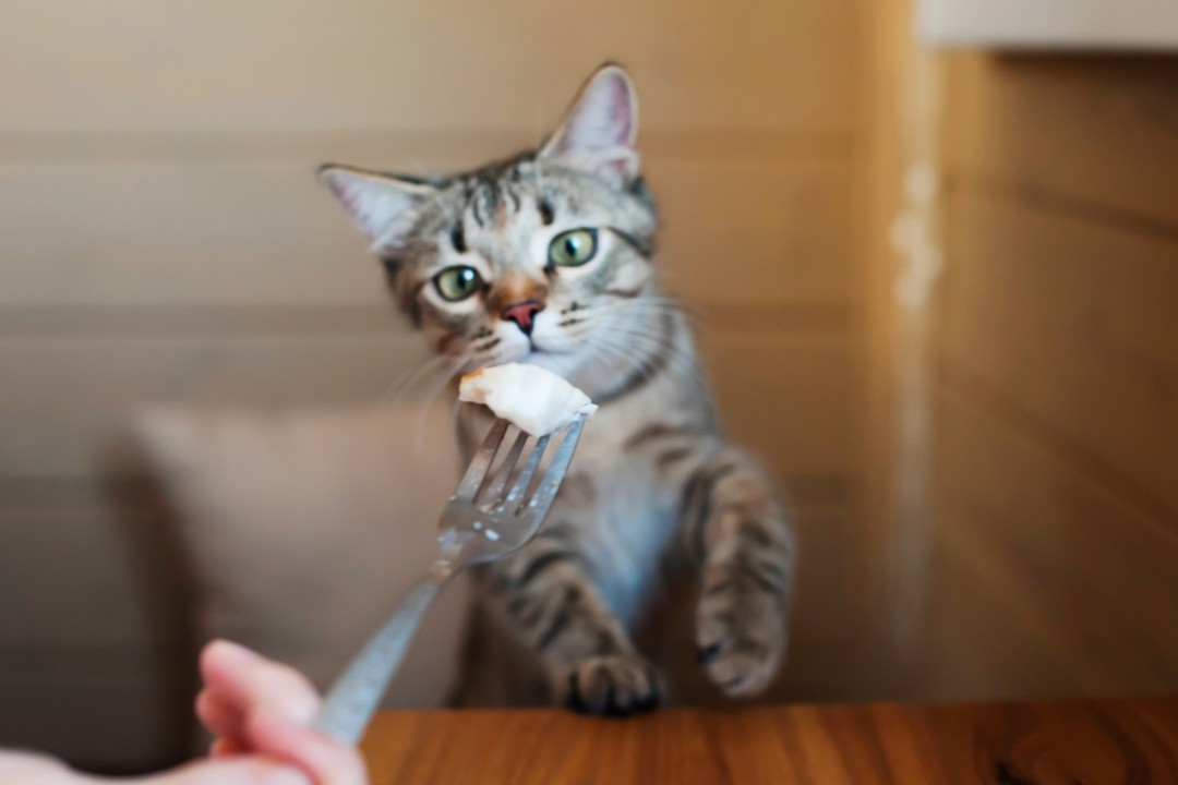 Kedilerin yememesi gereken şeyler