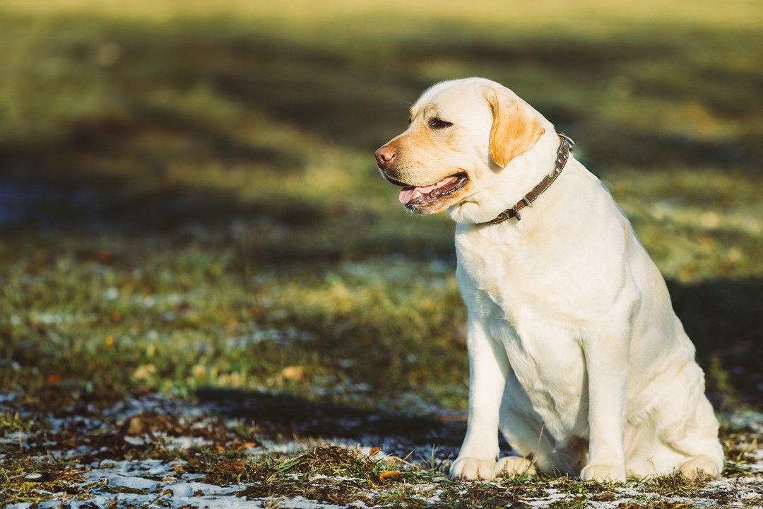 Köpeklerde obezlik