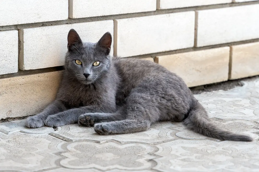 Russian Blue Tarihçesi ve Kökeni Hakkında Bilmeniz Gerekenler
