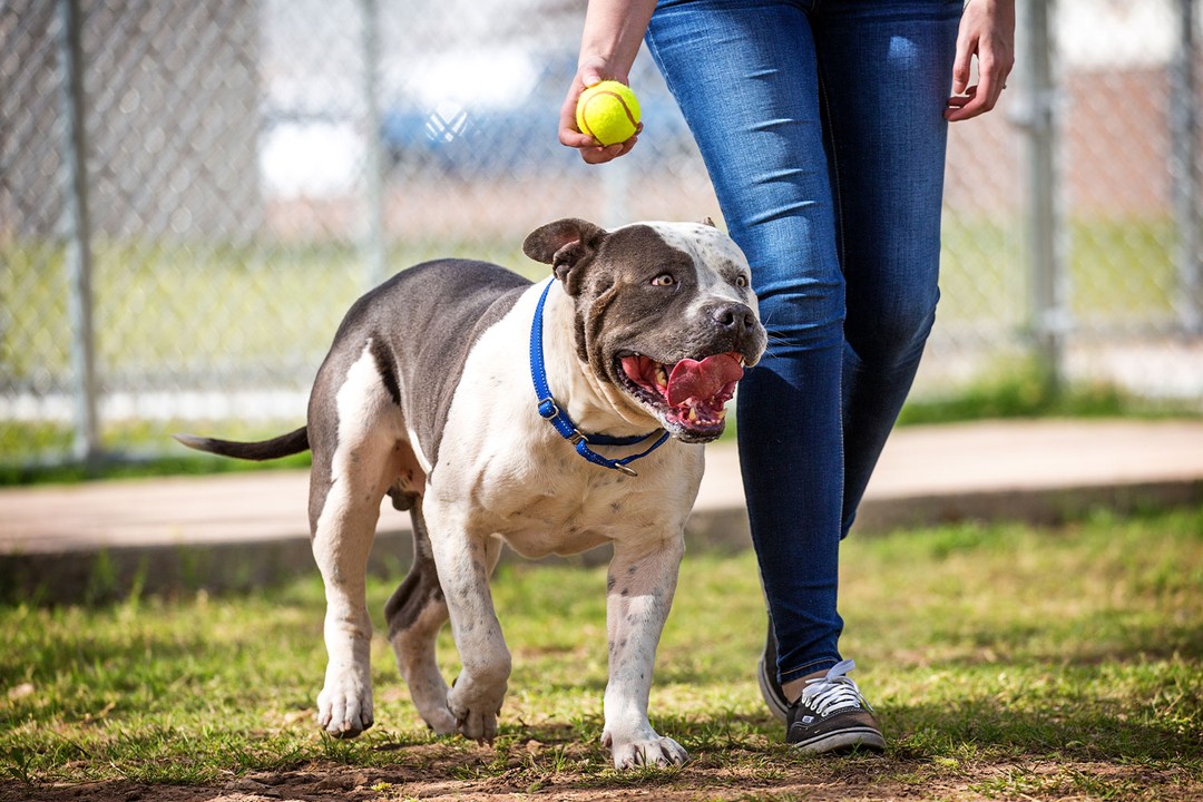 Amerikan Bulldog