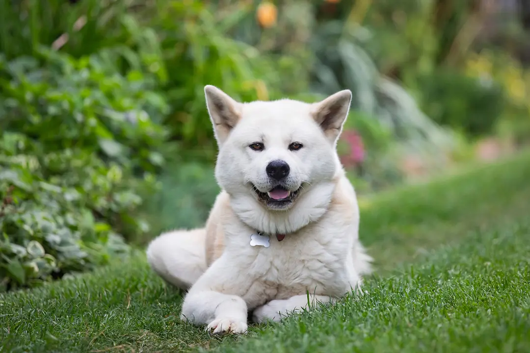 Akita Inu Tarihçesi ve Kökeni Hakkında Bilmeniz Gerekenler