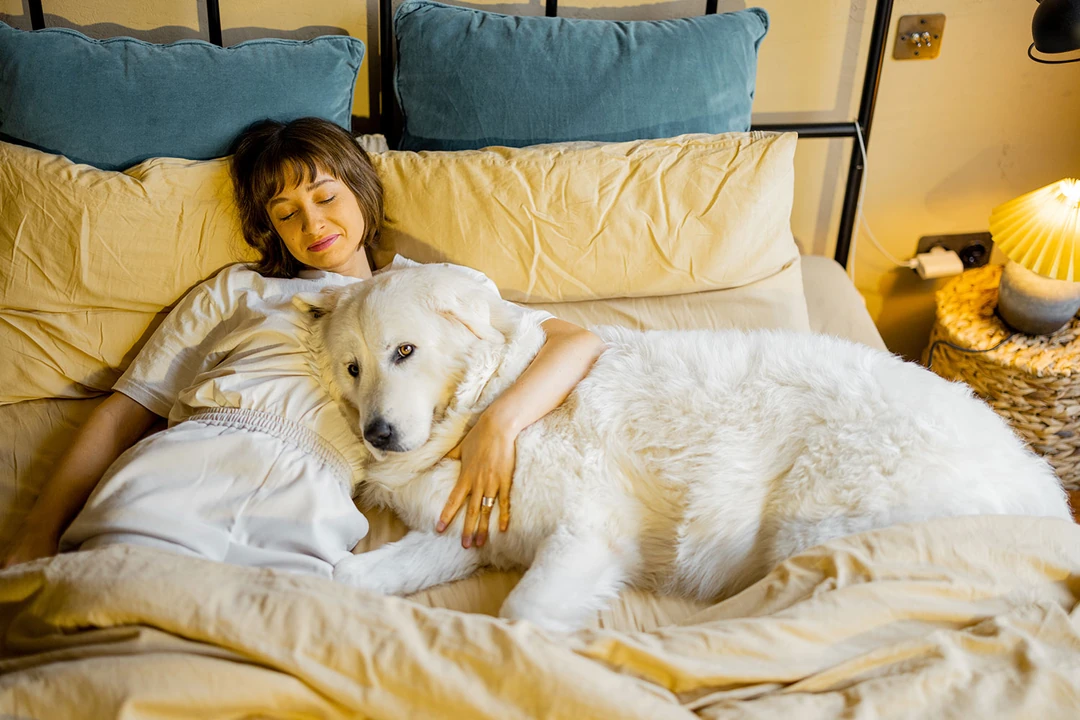 Köpeğinizin Daha İyi Uyuması İçin Evde Alınabilecek Önlemler