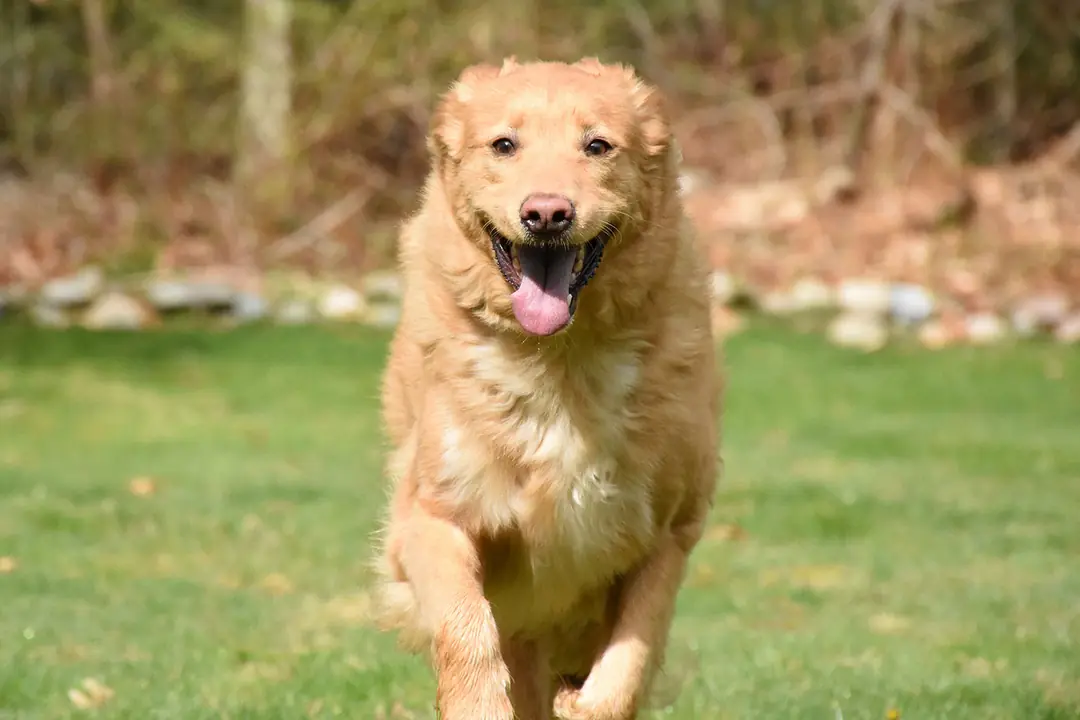 Golden Retriever Köpeği Tarihçesi ve Kökeni Hakkında Bilmeniz Gerekenler