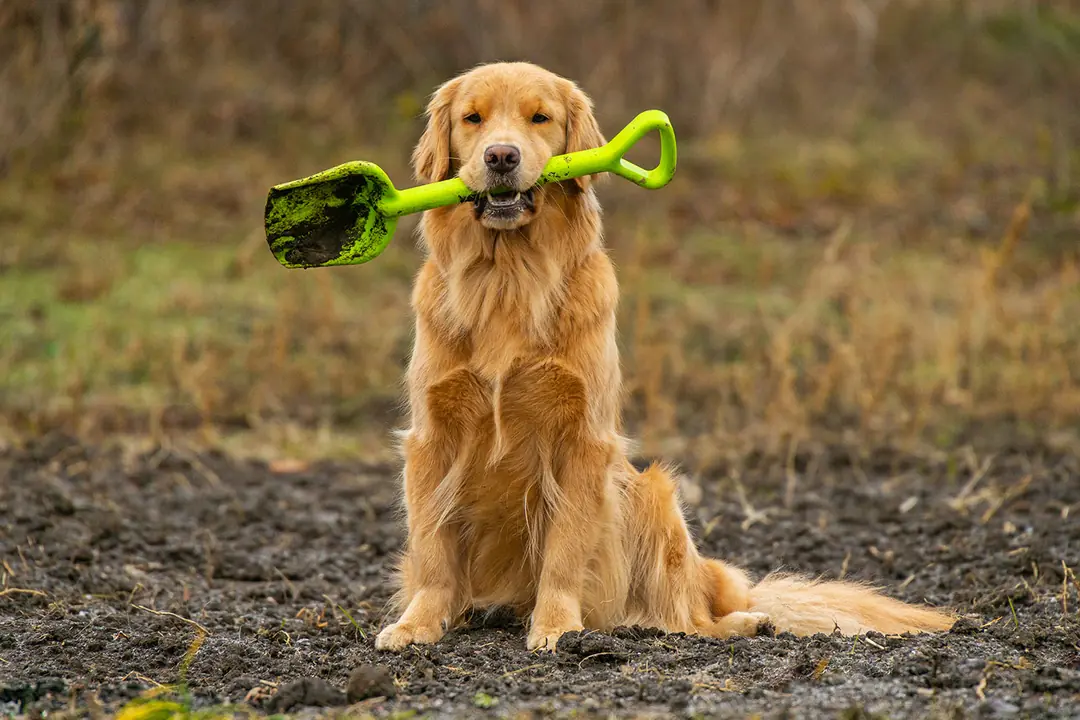 Golden Retriever Köpeği Eğitimi