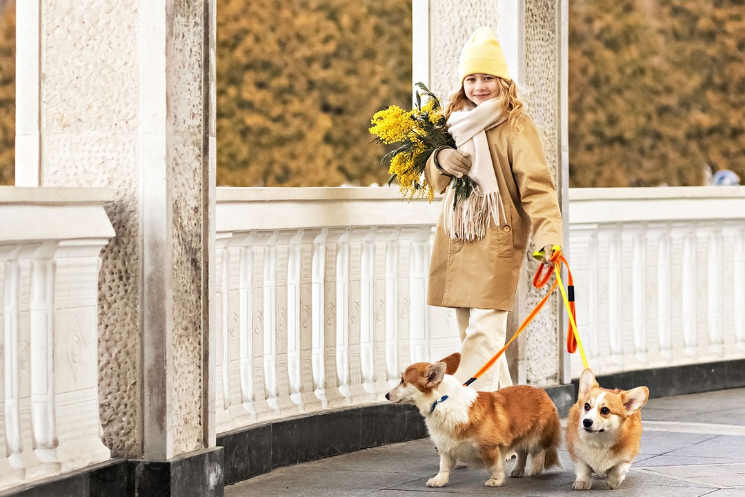 Köpeklerde tasma çekiştirme