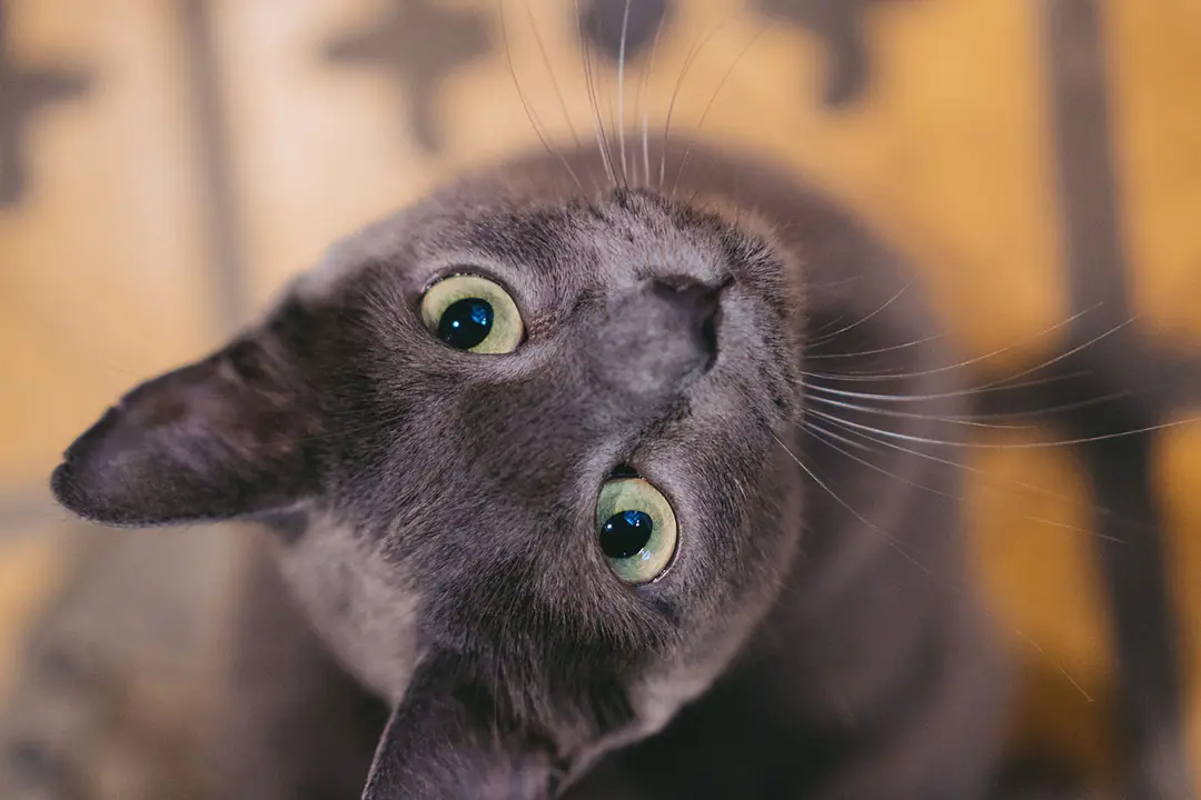 Russian Blue Eğitimi