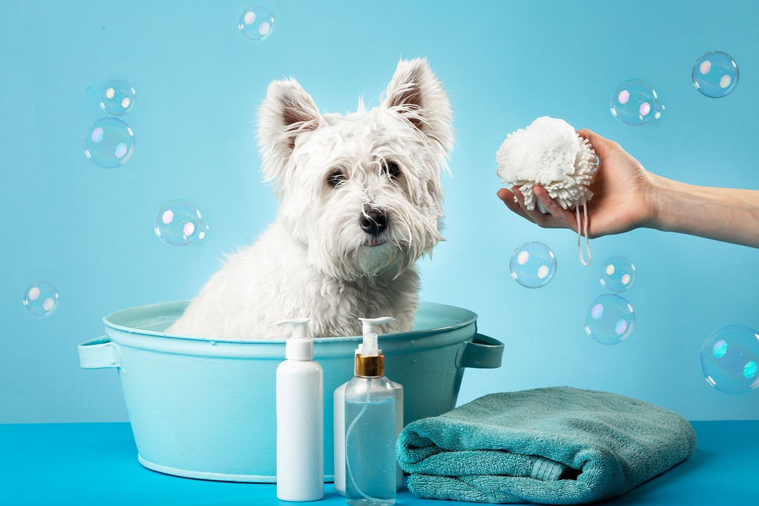 Köpekler İçin Özel Şampuan Kullanmak Neden Önemli?
