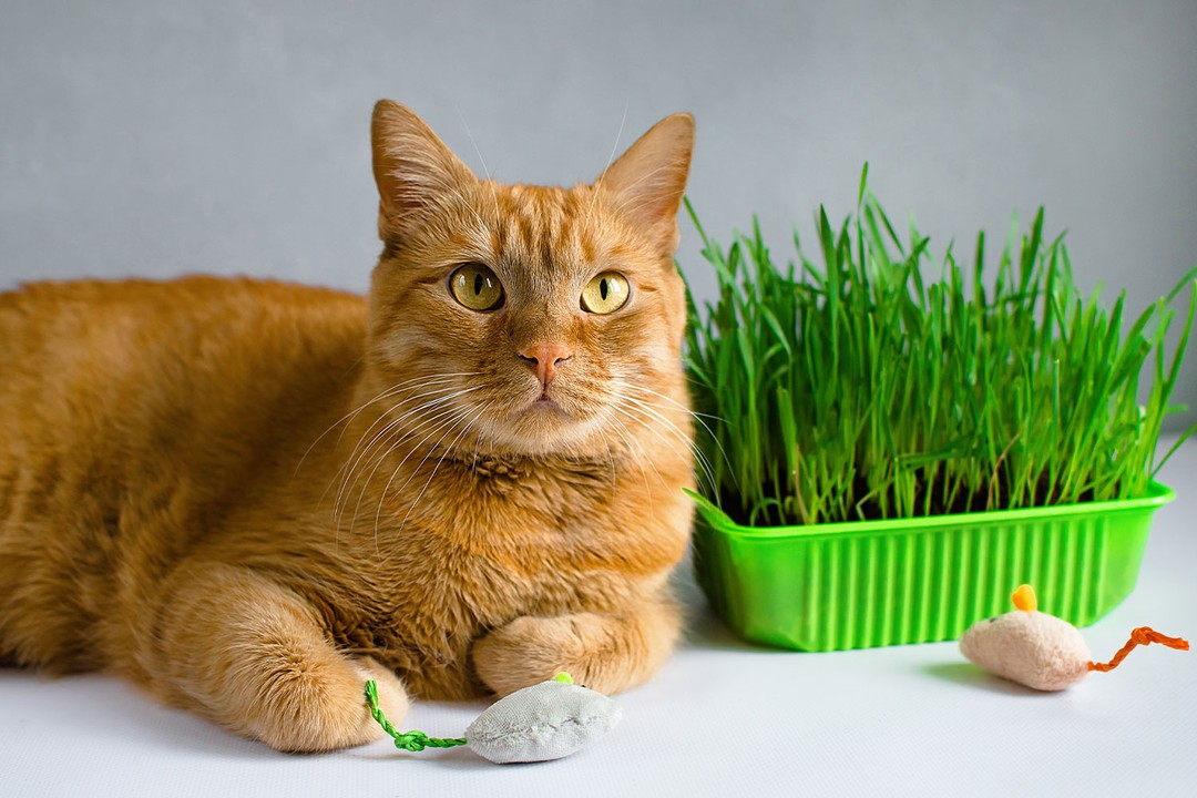 Kedi çimi sağlıklı mıdır?