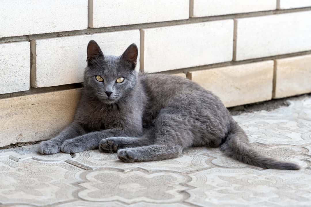 Russian Blue (Mavi Rus) Kedisi