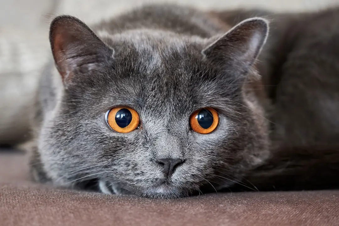 Chartreux Tarihçesi ve Kökeni Hakkında Bilmeniz Gerekenler