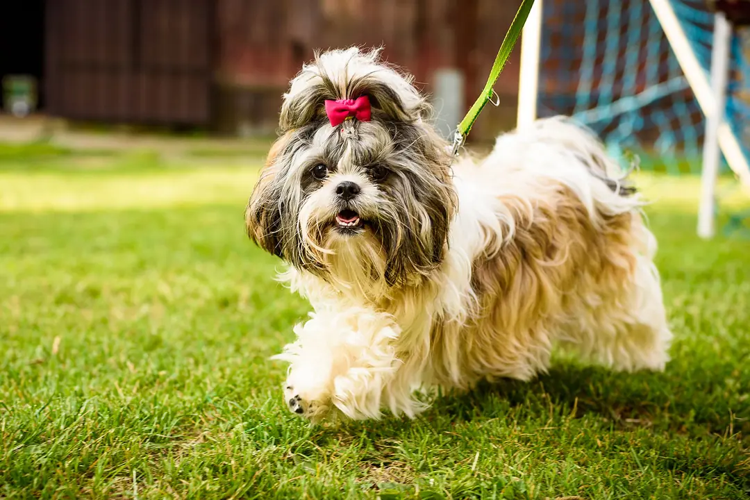 Shih Tzu Tarihçesi ve Kökeni Hakkında Bilmeniz Gerekenler