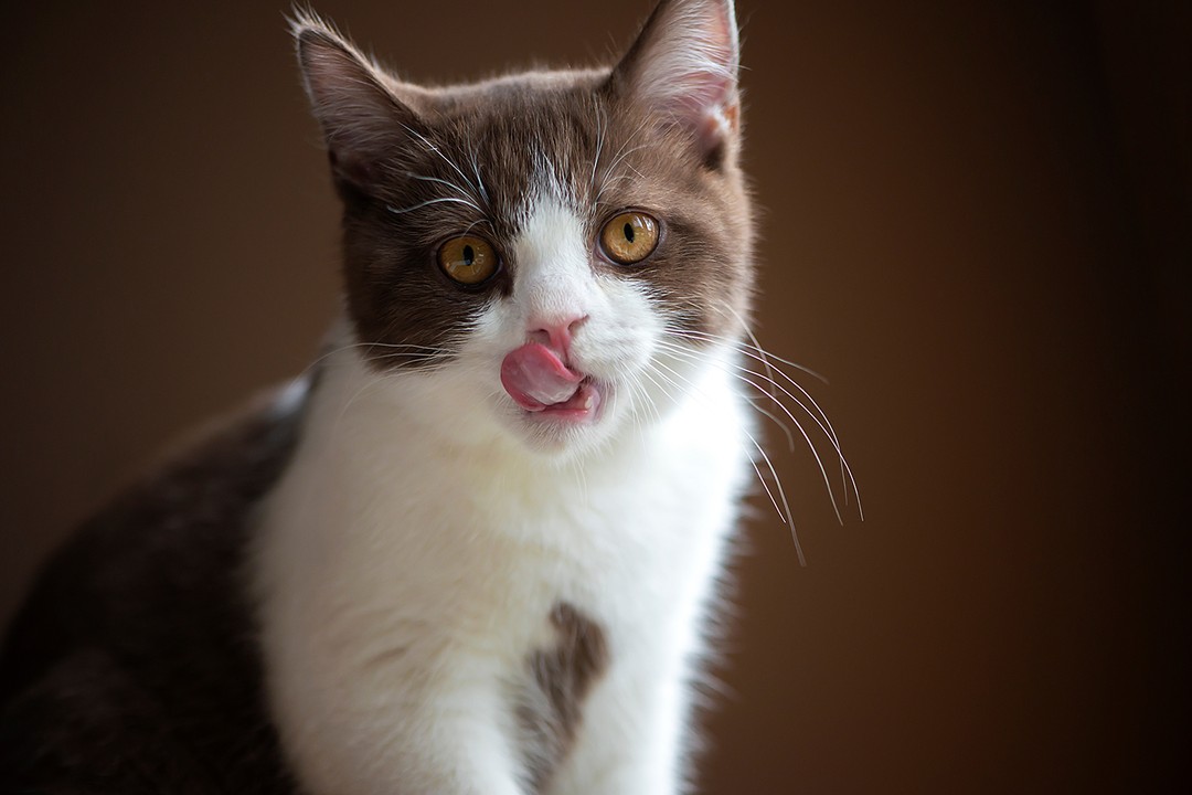 Kedilerin dilleri neden tırtıklıdır?