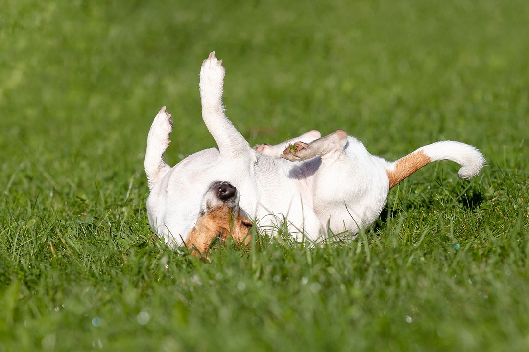 Köpeklerde Kuyruk Isırma Davranışının Yönetimi ve Tedavisi