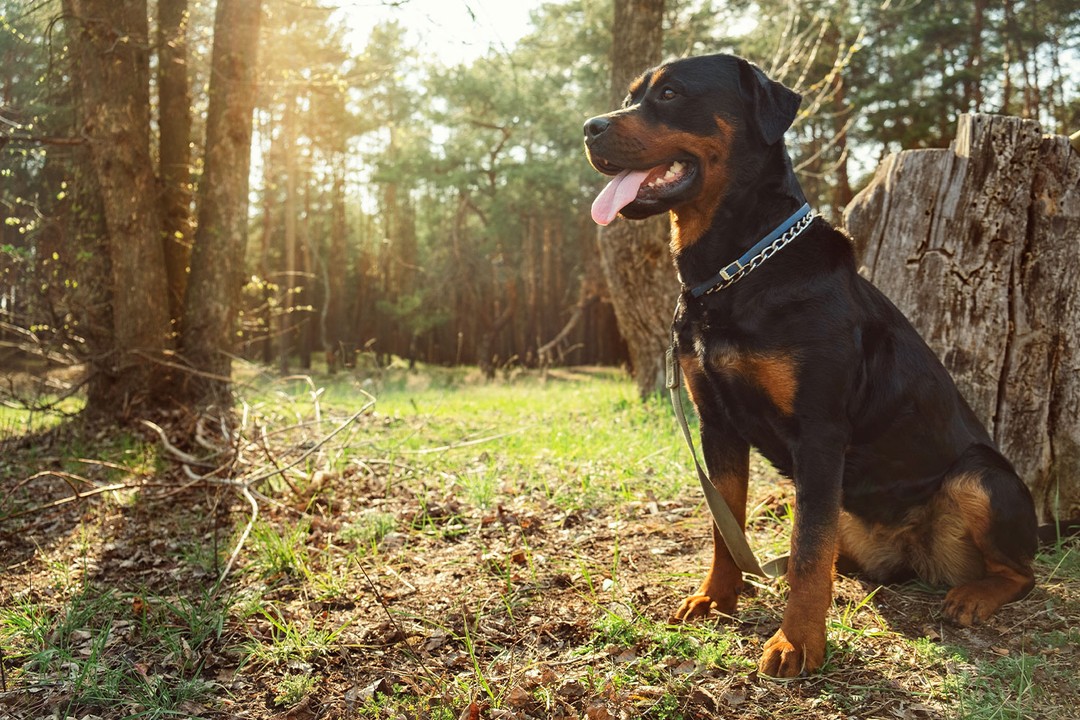 Köpeklerde Gençlik Hastalığı Nedir?