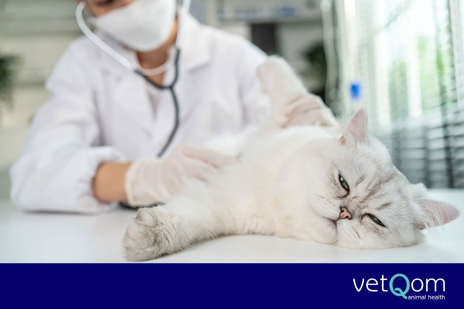 KEDİLERDE BÖBREK YETMEZLİĞİ NEDİR?