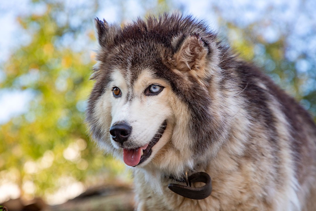 Alaska Kurdu