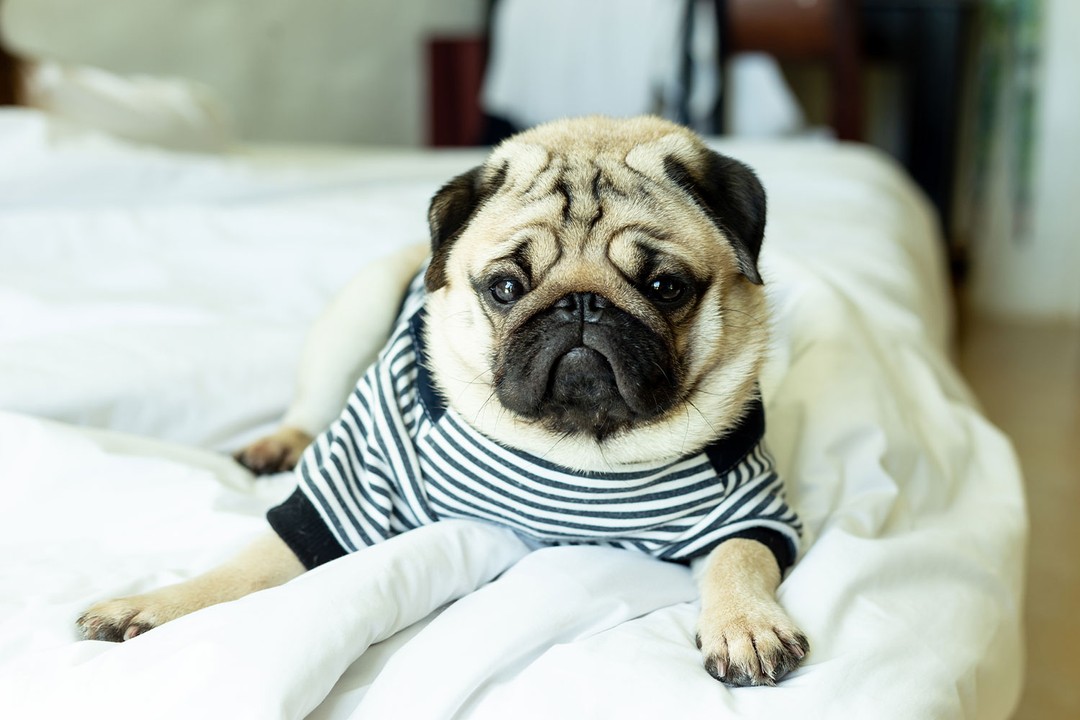 Köpeklerin Duygusal Durumlarını Anlamak: Hangi Sesler Ağlamadır?