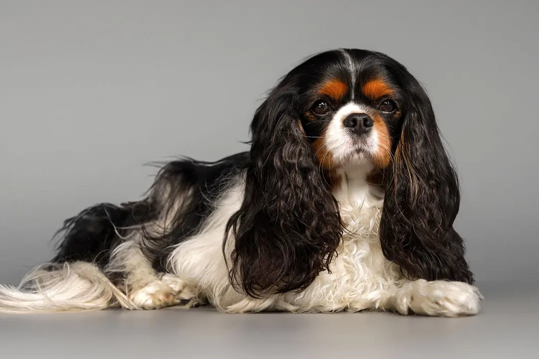 Cavalier King Charles Tarihçesi ve Kökeni Hakkında Bilmeniz Gerekenler&nbsp;