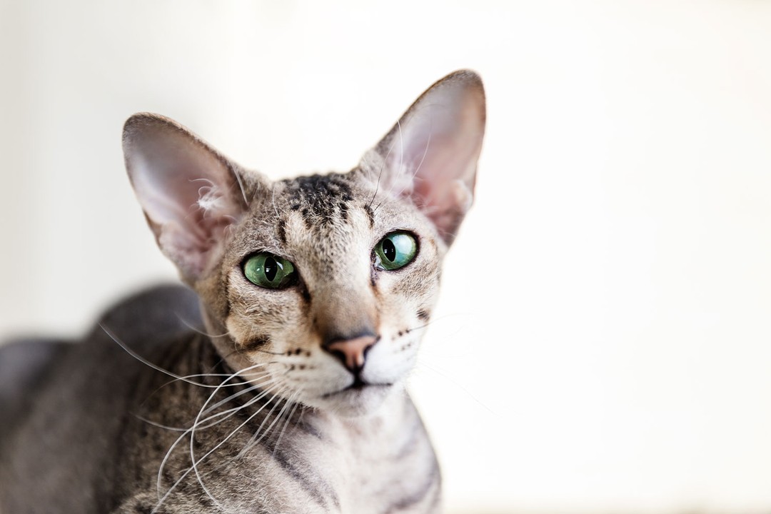 Oriental Shorthair (Doğu Kısa Tüylü Kedisi)