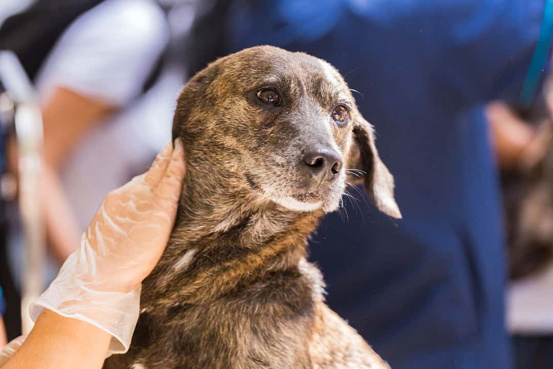 Köpeğinize Arı Soktuğunu Nasıl Anlarsınız? Belirtiler Nelerdir?