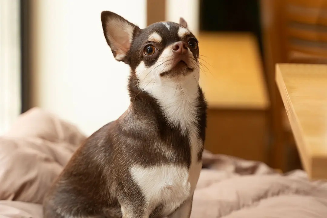 Chihuahua’nın Tarihçesi ve Kökeni Hakkında Bilmeniz Gerekenler