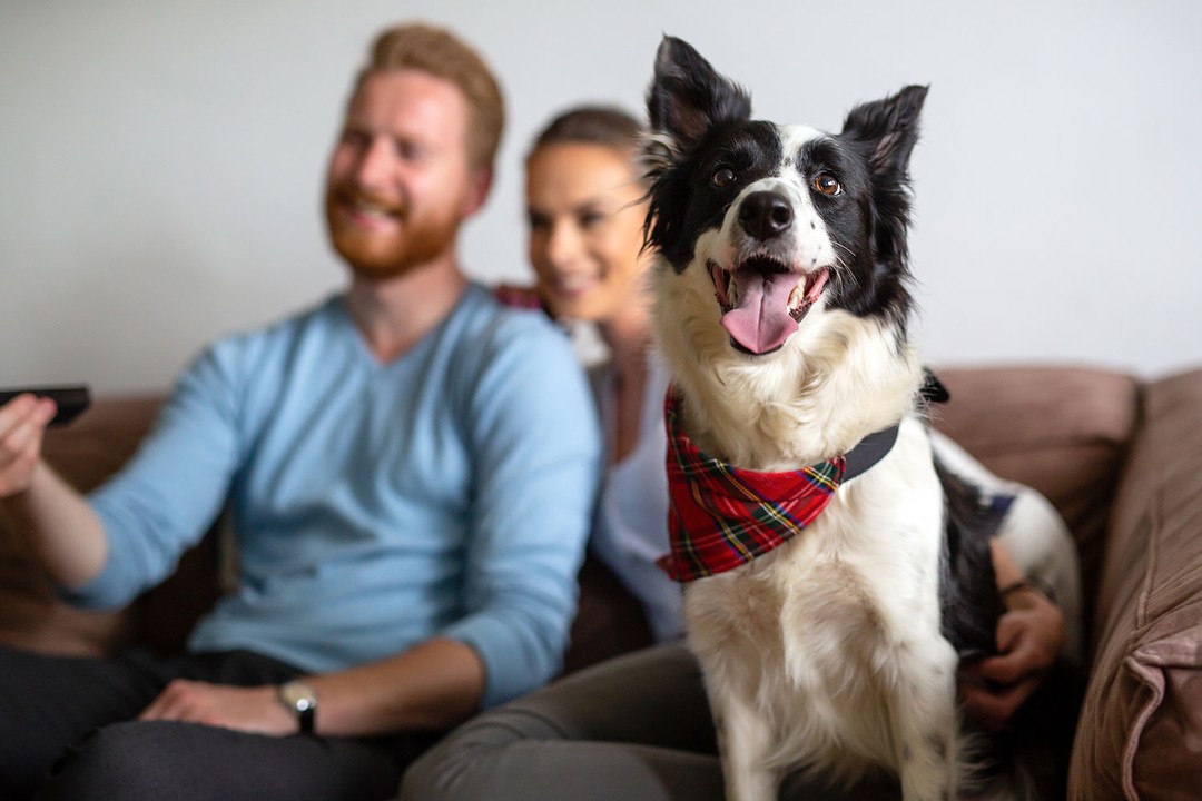 Köpek Eğitiminde Pozitif Pekiştirmenin Avantajları