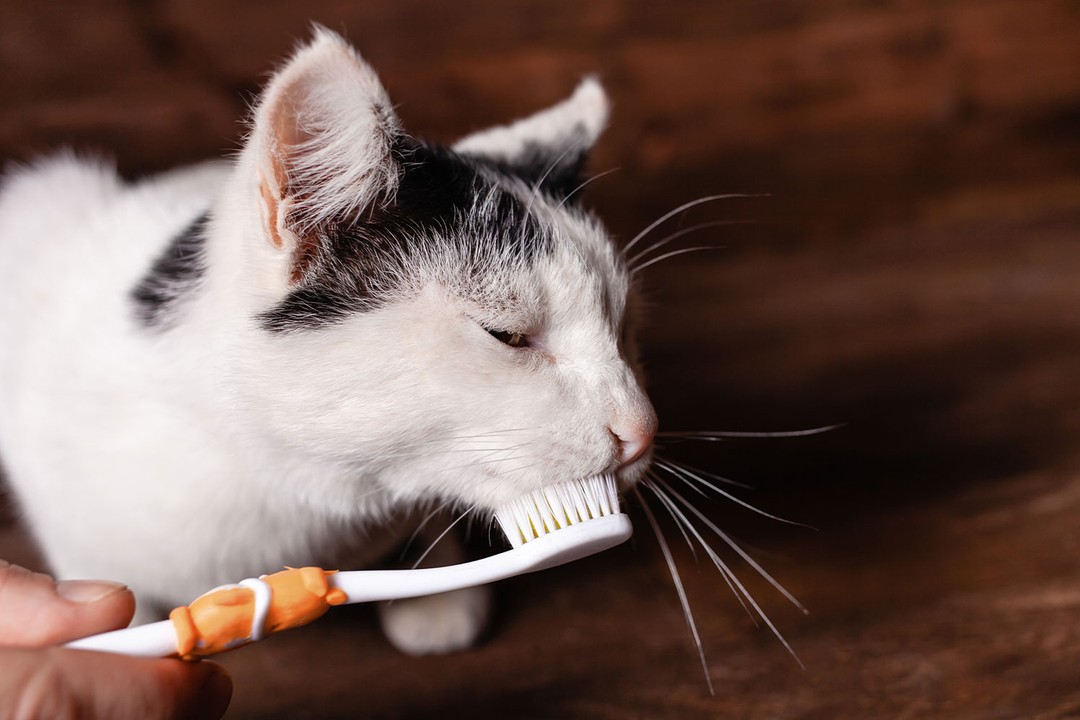 Kedilerin Dişi Neden Fırçalanır?