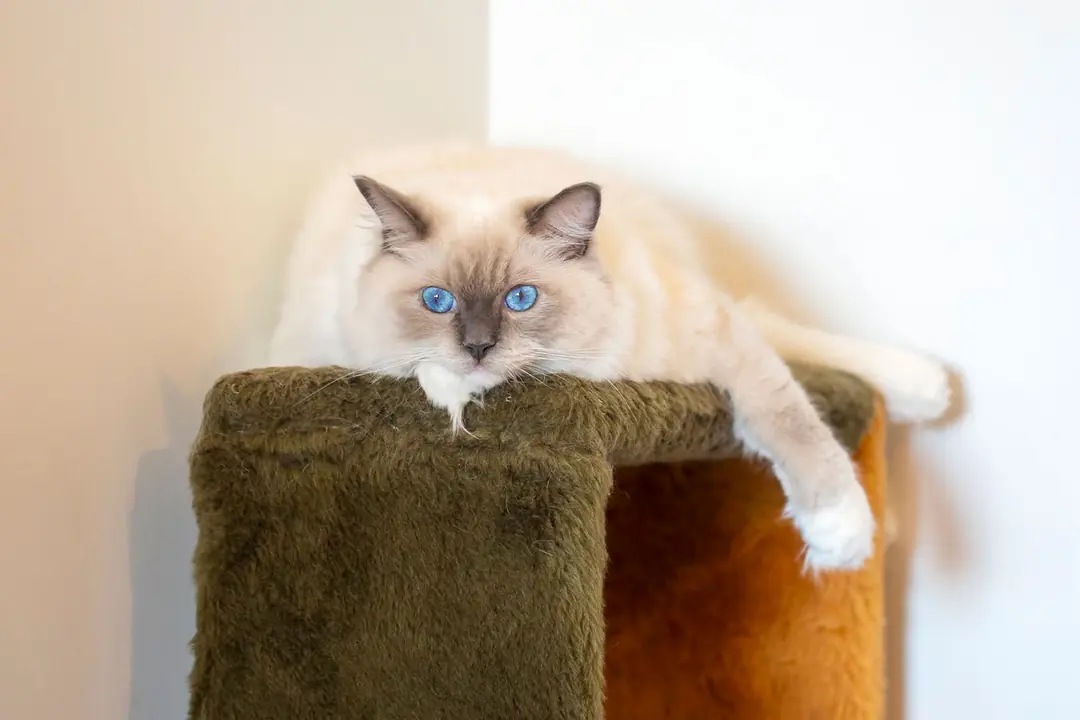 Ragdoll Kedisi Tarihçesi ve Kökeni Hakkında Bilmeniz Gerekenler&nbsp;