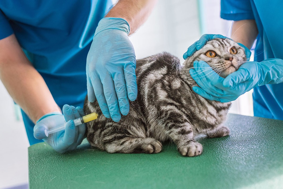 Kedilerin aşısını geciktirirsek ne olur?