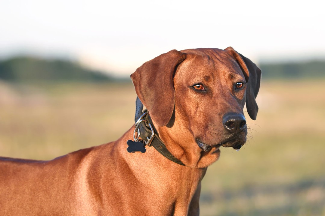 Rhodesian Ridgeback