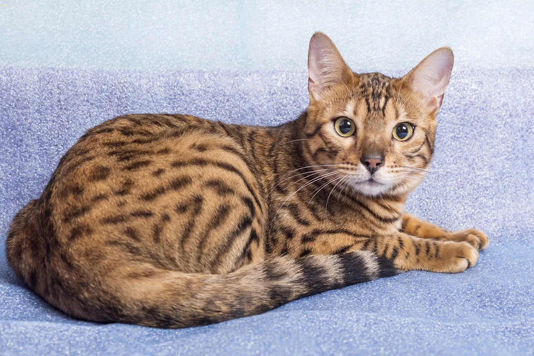 Bengal Kedisi Eğitimi