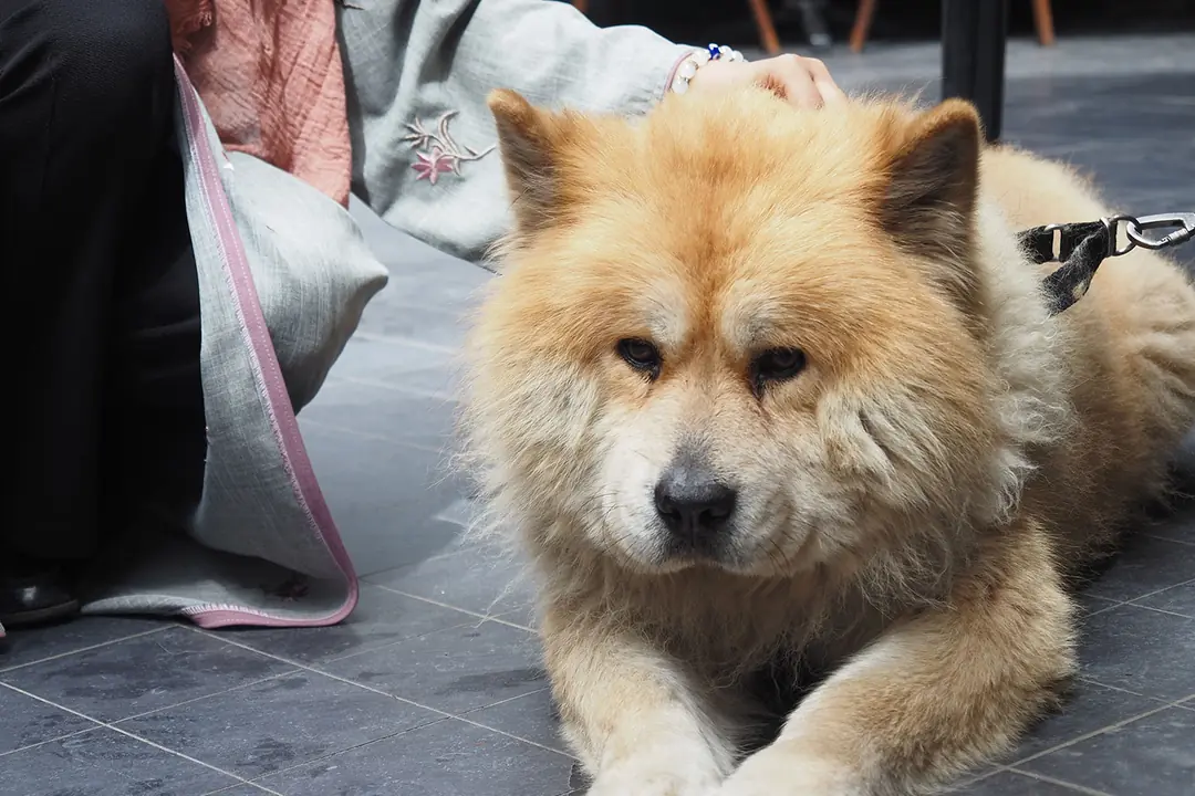 Chow Chow (Çin Aslanı) Eğitimi