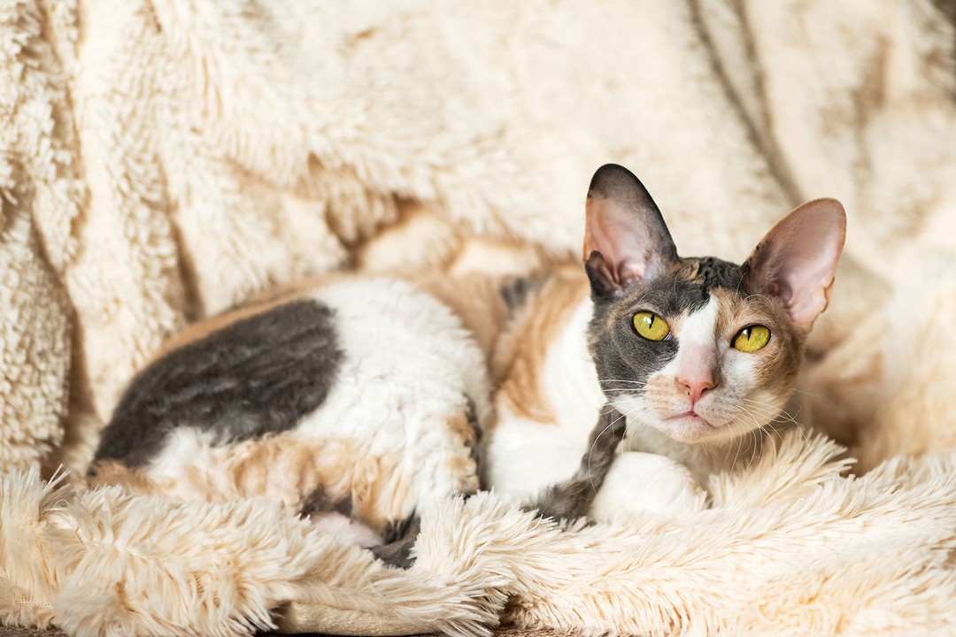 Cornish Rex