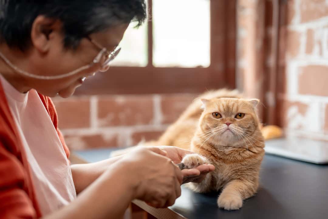 Kedi tırmalaması