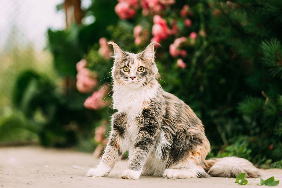 Maine Coon