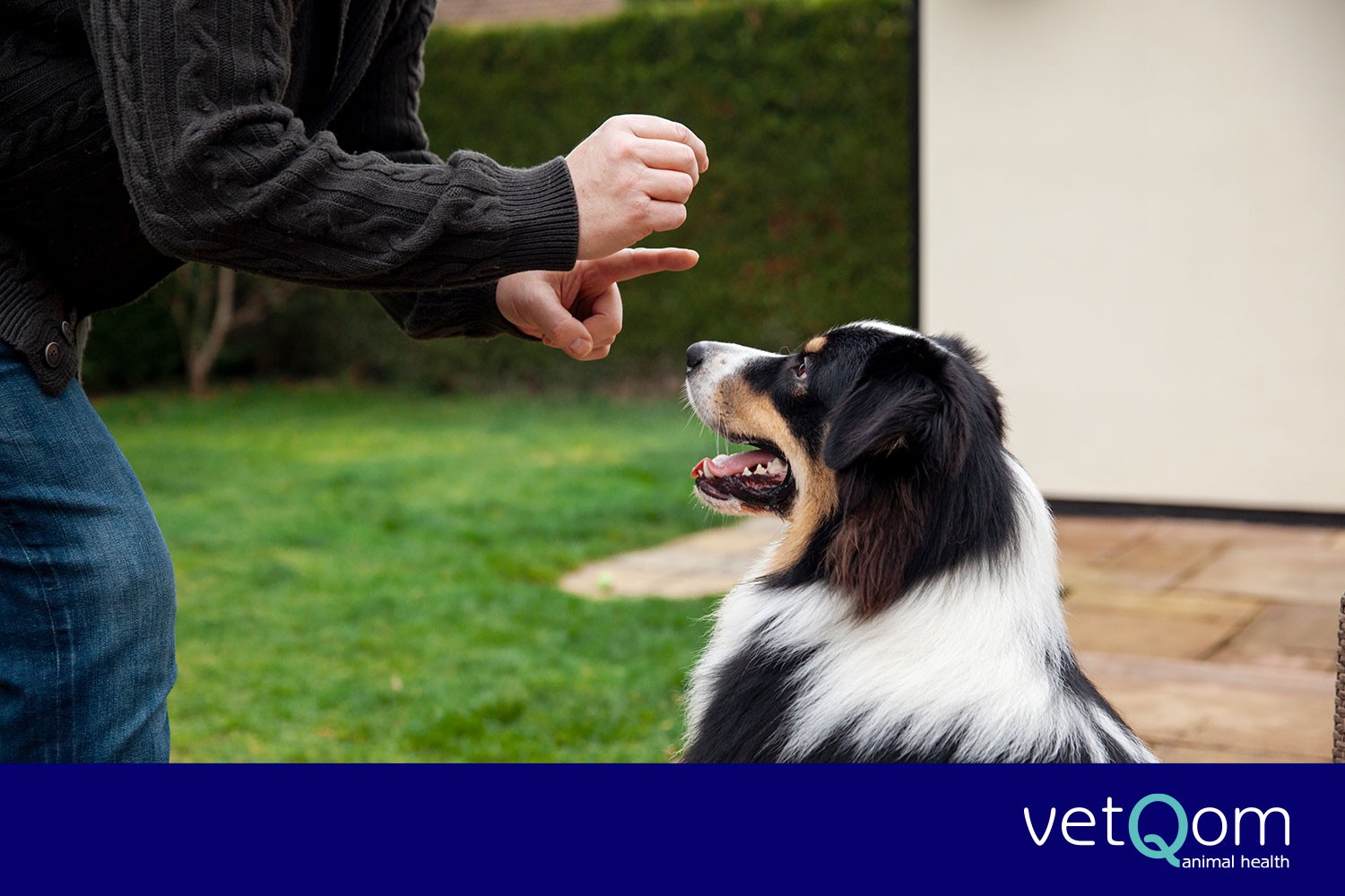 KÖPEKLERDE DAVRANIŞ SORUNLARINI DÜZELTME YÖNTEMLERİ