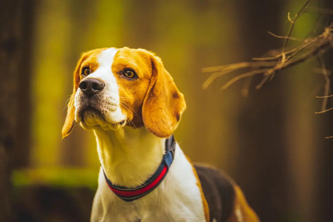 Beagle Köpeğinin Eğitimi