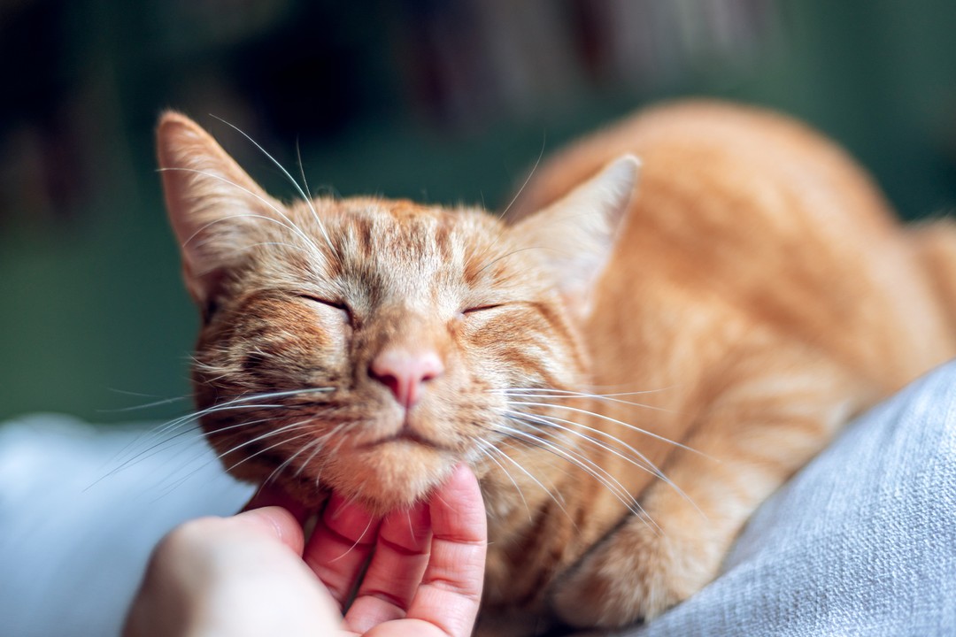 Kedileri nasıl mutlu edebiliriz