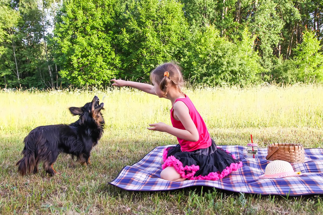 Köpeğinizle ile piknik yapın
