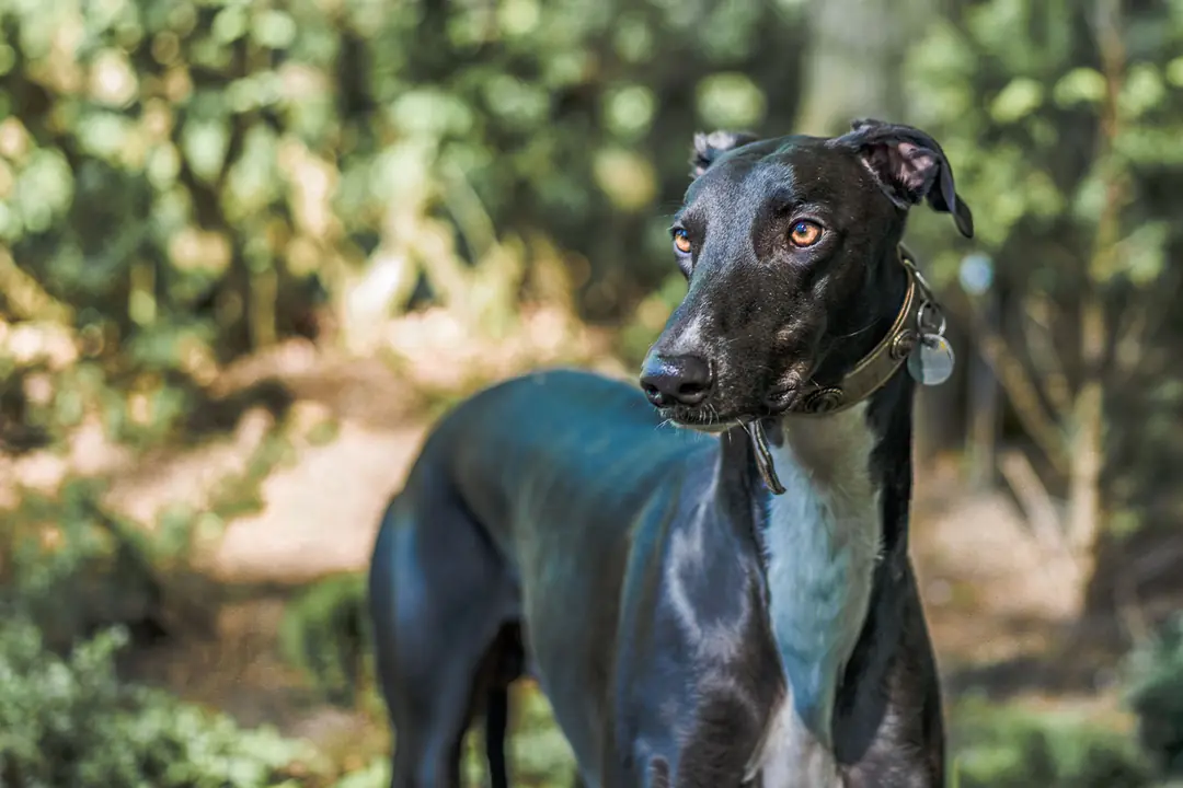 Greyhound (Tazı) Eğitimi