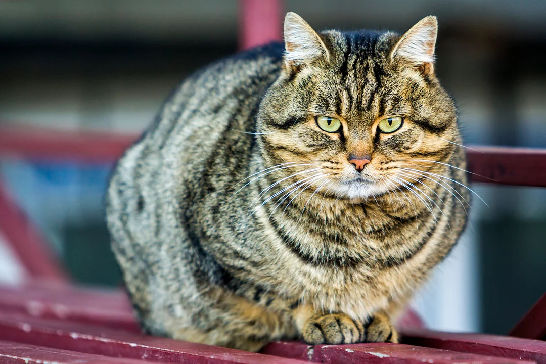 Tekir Kedilerde Karşılaşılan Sağlık Sorunları