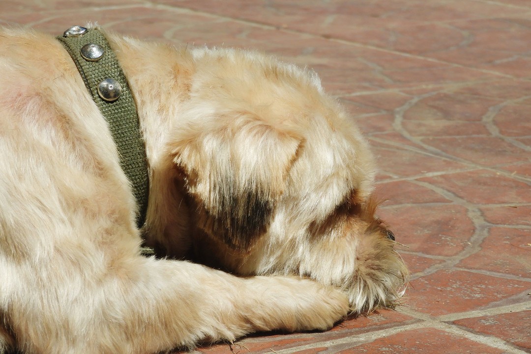 Köpekler Neden Titrer?