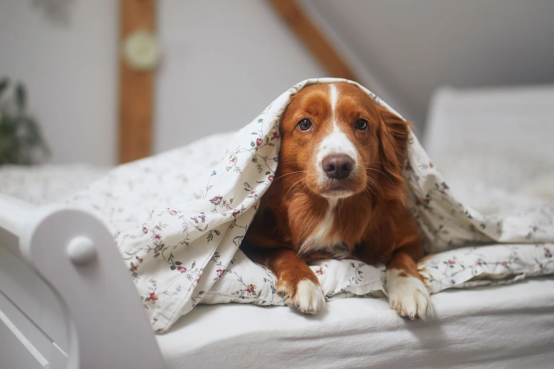 Köpeğim uyumuyor - az uyuyor