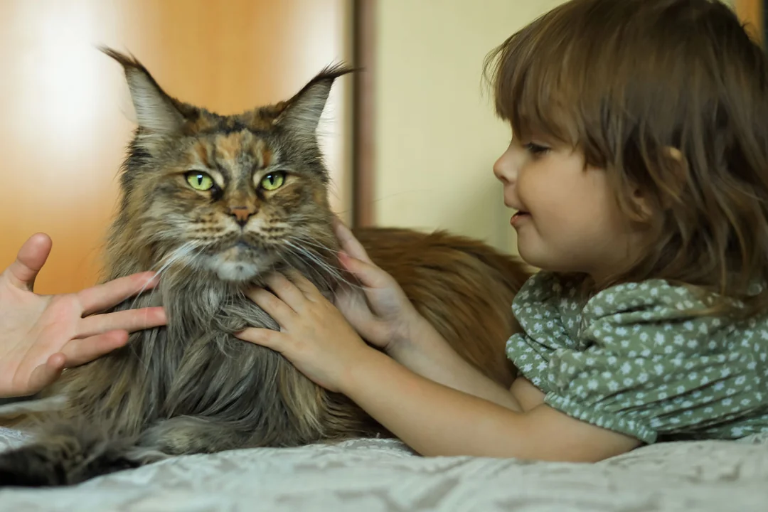Maine Coon Hakkında Bilmeniz Gerekenler