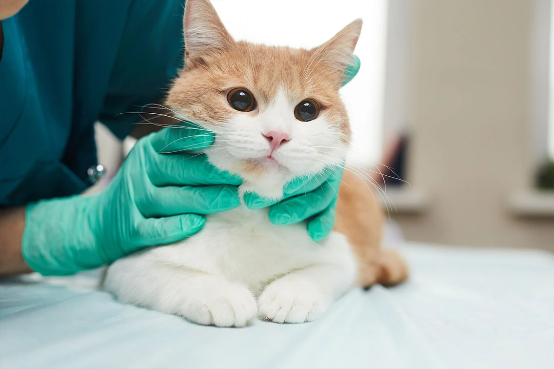 Kedileri bulaşıcı hastalıklardan korumanın yolları