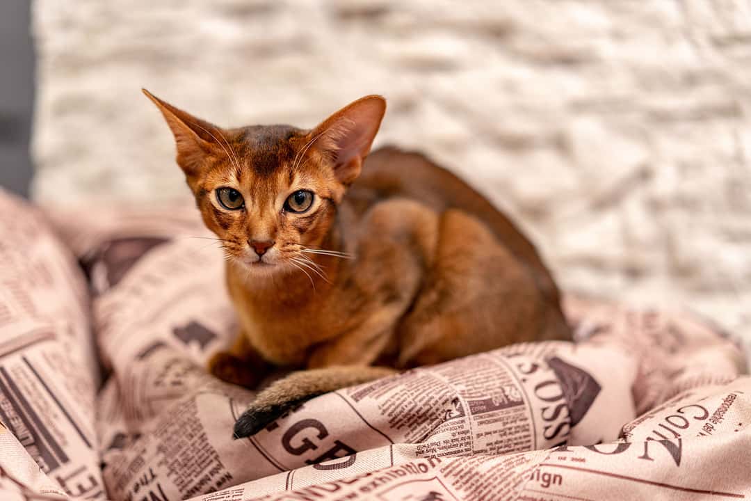 Abyssinian (Habeş) Kedisi