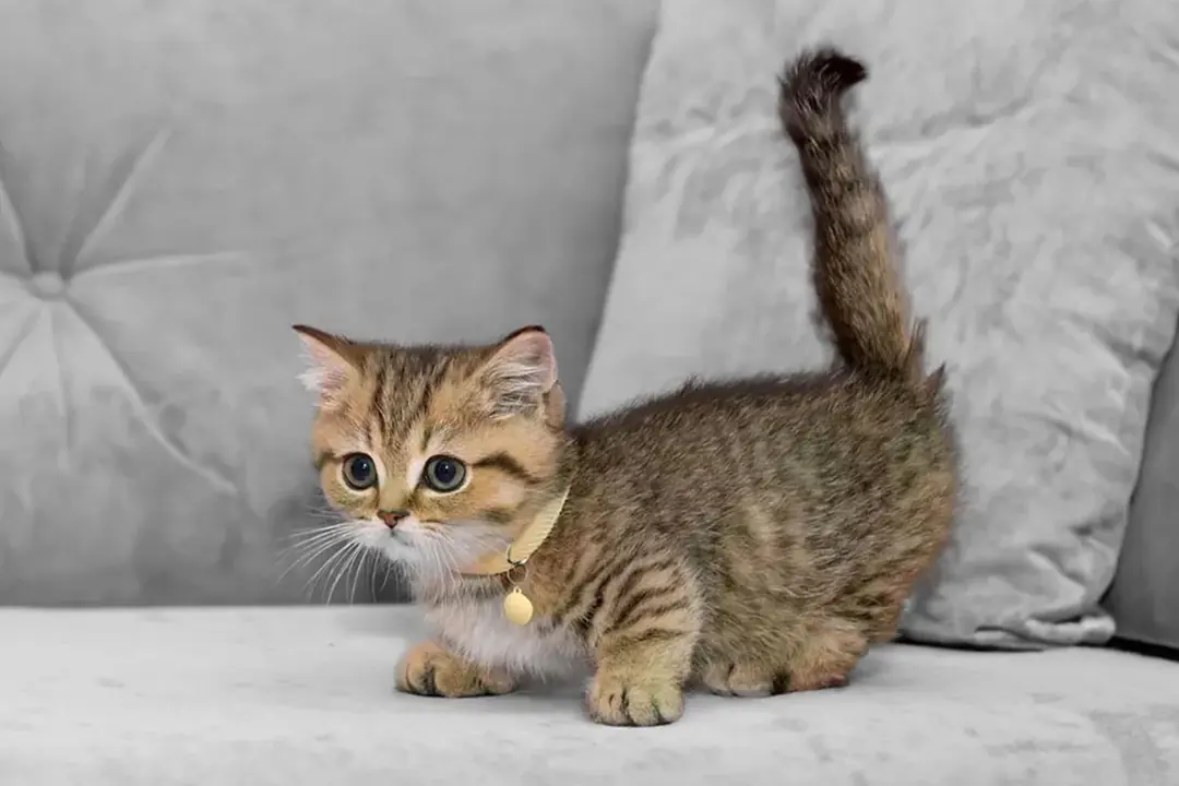 Munchkin Tarihçesi ve Kökeni Hakkında Bilmeniz Gerekenler&nbsp;