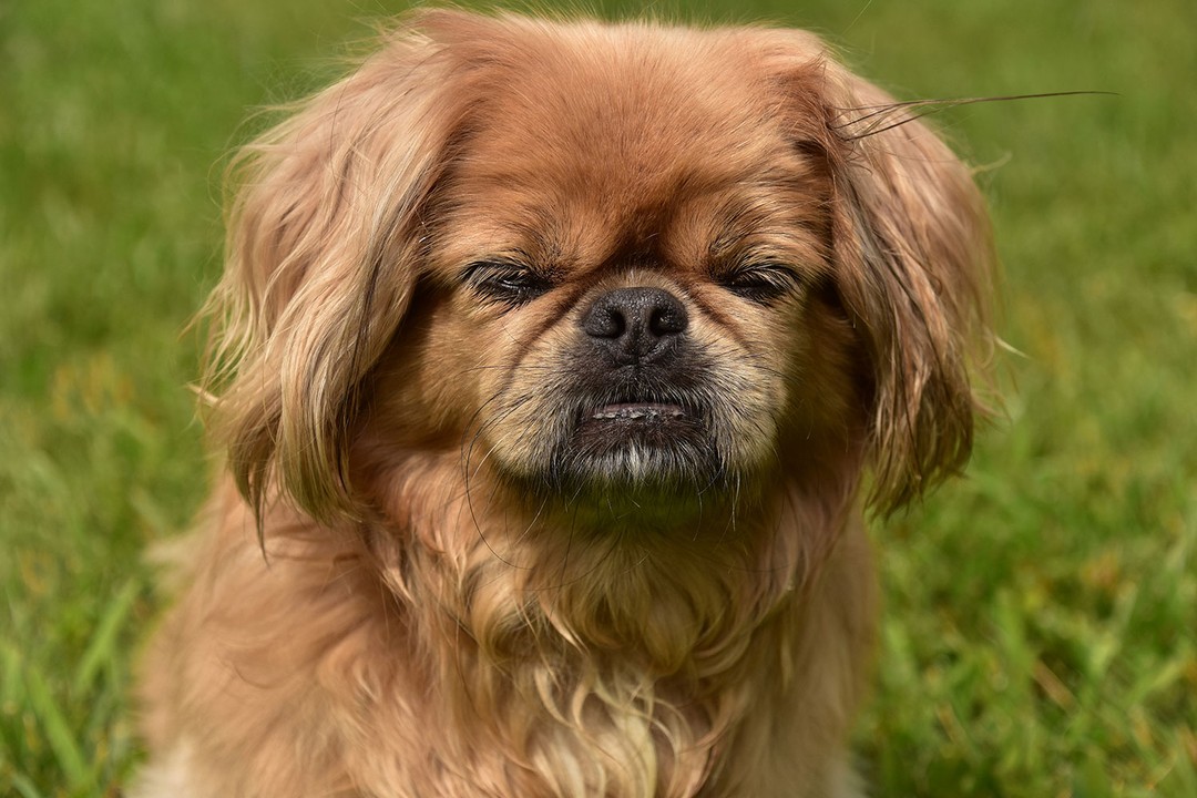 Pekingese (Pekinez)