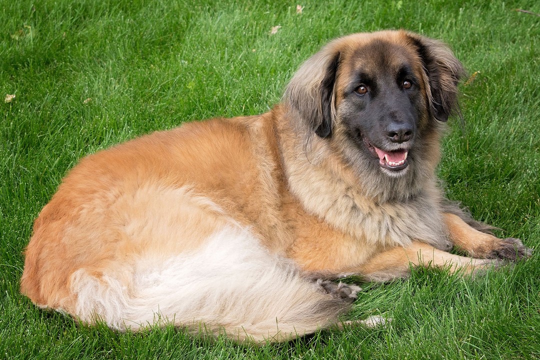 Leonberger